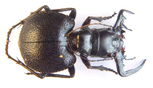 Manticora sp